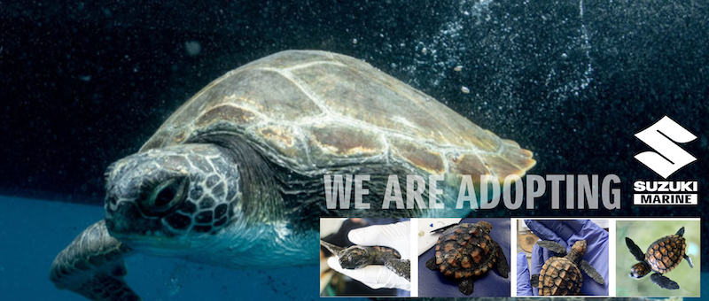 Adopt a turtle 
