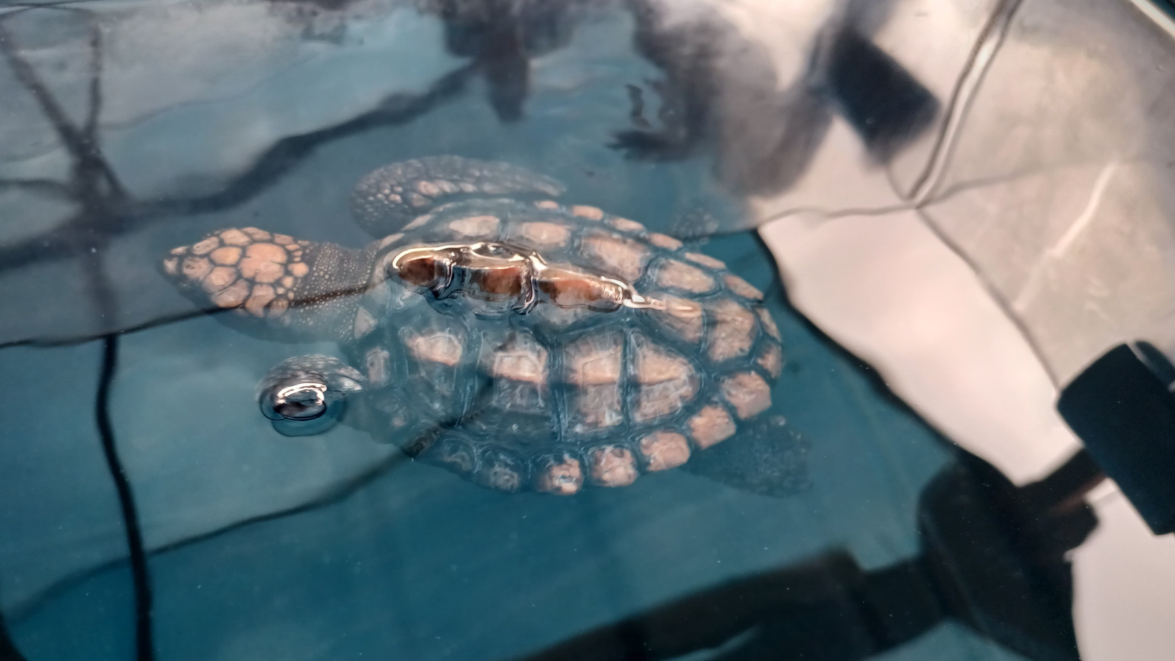 Baby Loggerhead Turtle