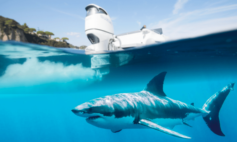 Shark & Marine Research 