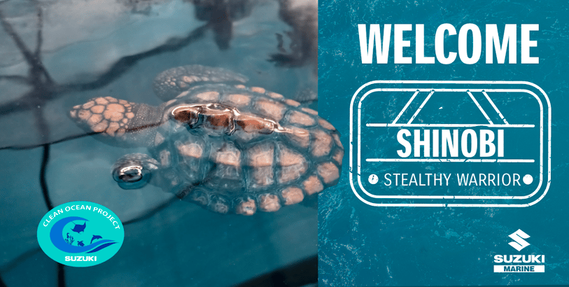 Shinobi Turtle