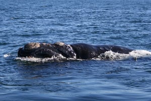 Southern_right_whale6
