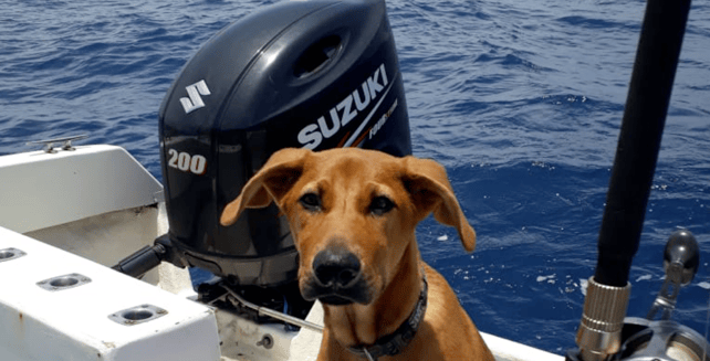 canine_boating_dog