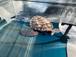 turtle rescue 2