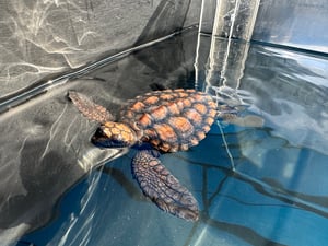 turtle rscue 2 